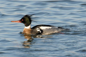 Качка крон Качка крон